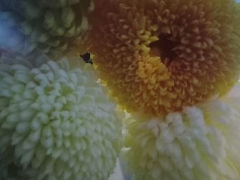 Close-up of insect on yellow flower