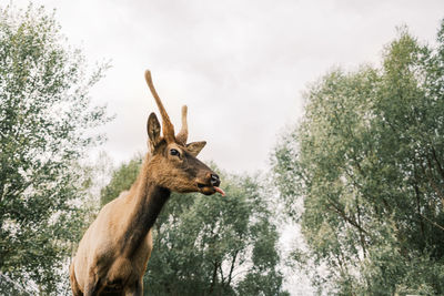 Low angle view of deer standing by trees against sky