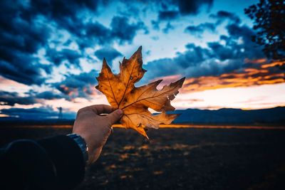 Person holding maple leaves during autumn against sky