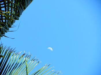 Low angle view of palm tree against blue sky