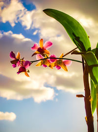 Close-up of pink flowering plant against sky
