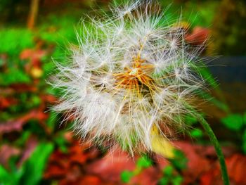 Close-up of dandelion