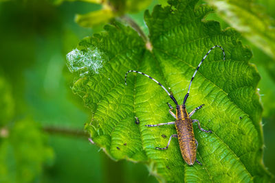 Close-up of insect on leaf