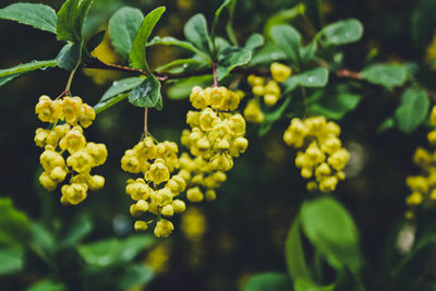 Close-up of yellow flowering plant