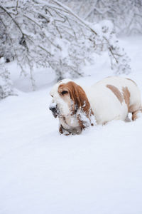 Dogs on snow covered landscape