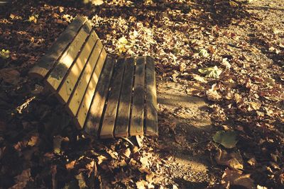 Sunlight falling on autumn leaves