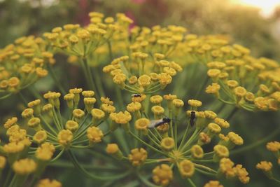 Close-up of yellow flower