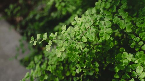 Close-up of green leaves