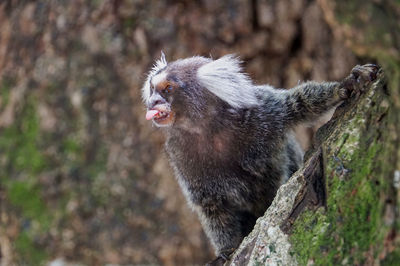 Close-up of monkey