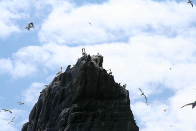 Low angle view of seagull flying against sky