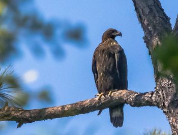 Low angle view of eagle perching on tree against sky