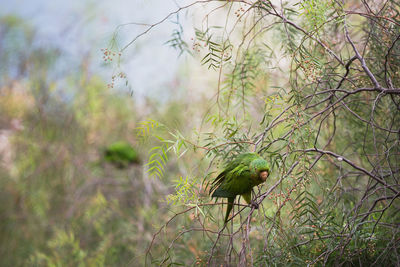 Close-up of bird perching on tree against sky