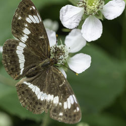 Close-up of butterfly on white flowering plant