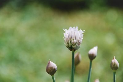 Close-up of flowering plant