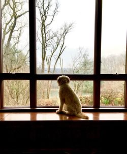 Goldendoodle gazing at backyarc
