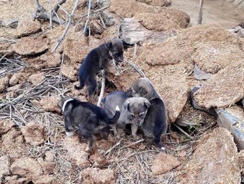 High angle view of puppies playing together 