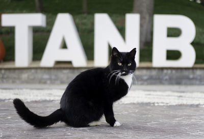 Portrait of black cat sitting outdoors