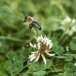 Close-up of bee pollinating on flower