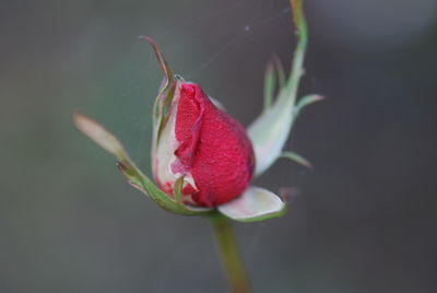 Close-up of flower growing outdoors