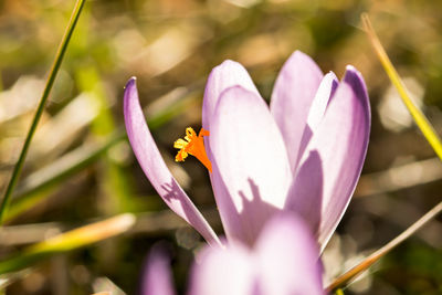 Close-up of white crocus flower