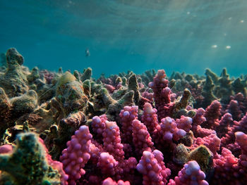 Close-up of coral in sea