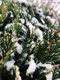 Close-up of pine tree during winter