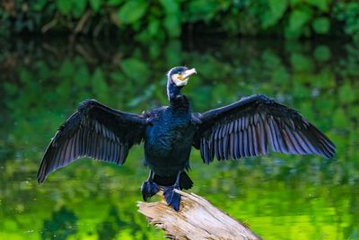 Bird flying over a tree