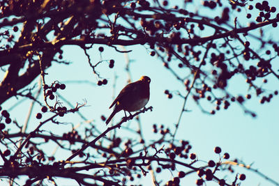 Low angle view of a bird perching on tree