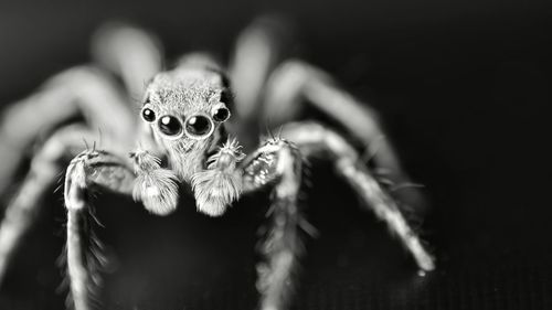 Close-up of an animal