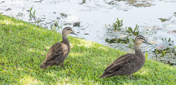 Ducks in a lake