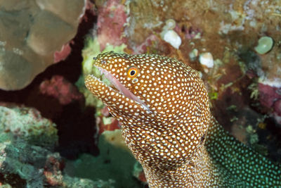 Close-up of fish in sea