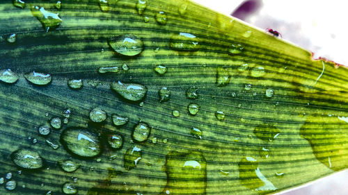 Close-up of water drops on leaf