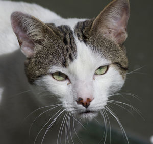 Close-up portrait of cat