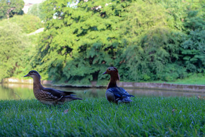 Bird perching on grass