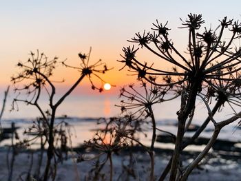 Silhouette plants against sky during sunset
