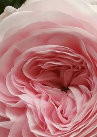 Full frame shot of pink rose