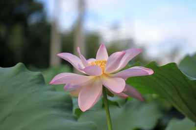 Close-up of pink water lily