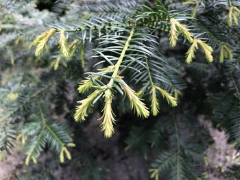 Close-up of pine tree