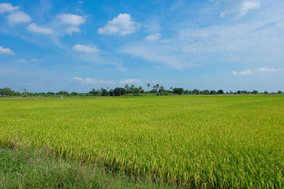 Scenic view of agricultural field against sky