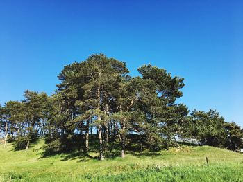 Low angle view of trees against clear blue sky