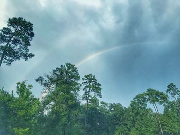 Low angle view of trees against rainbow in sky