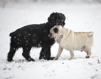 Two dogs on snow covered land