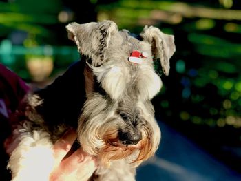 Close-up of hand holding dog