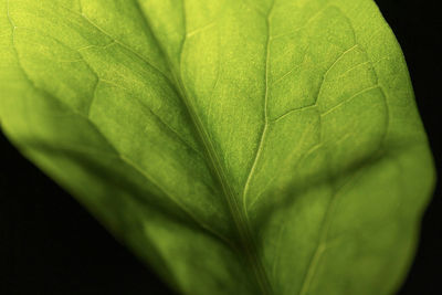 Close-up of leaf