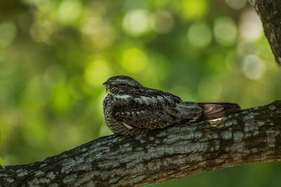 Close-up of a bird perching on tree