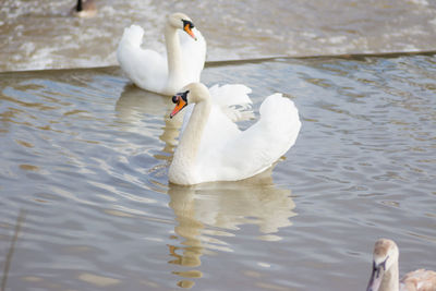 Swan swimming in lake