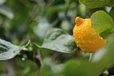 Close-up of orange leaves on plant