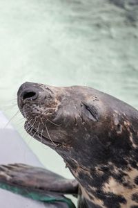 Close-up of sea lion