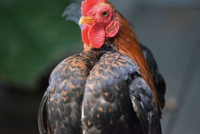 Close-up of rooster