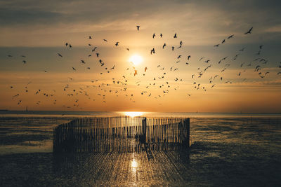 Flock of birds flying over sea against sky during sunset